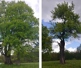 Vienas greta kito šimtmečius auga du Nemunaičio krašto medžiai, saugotini gamtos objektai – guoba, kurios tikrasis vardas – vinkšna, ir kriaušė.